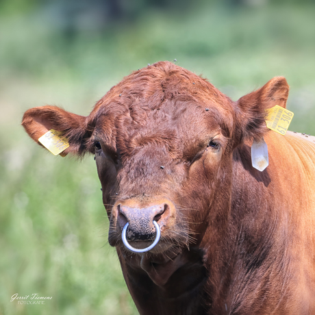 Stier 