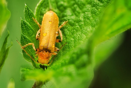 Cantharis cryptica/pallida