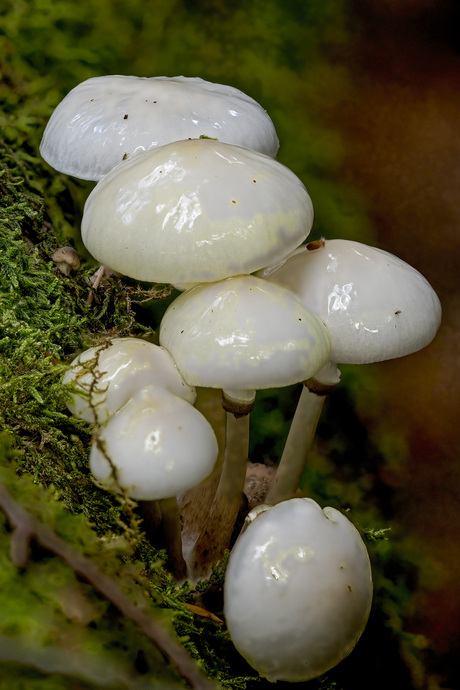 Jonge porseleinzwammen