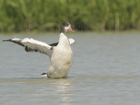  badderende juveniele bergeend 