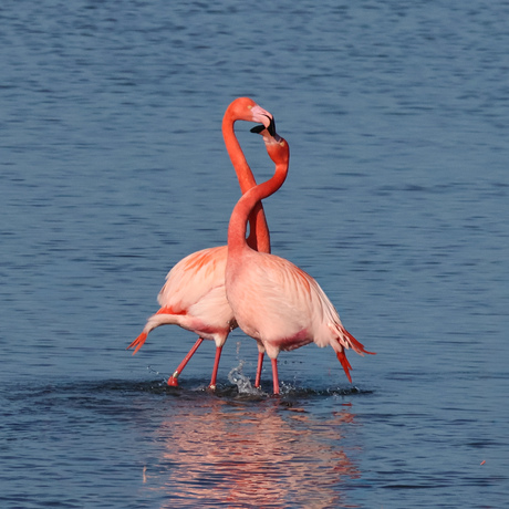 Flamingo love 