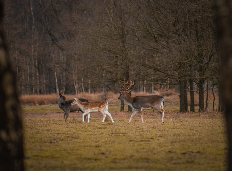 Damherten op de heide