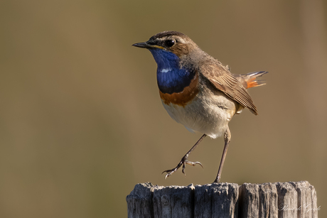 blauwborst