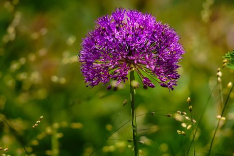 Allium-time