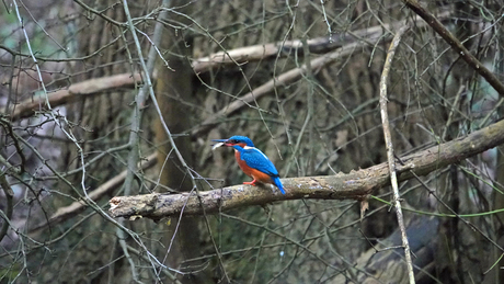 Ijsvogel 