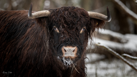 Schotse hooglander in het Leeuwarder Bos