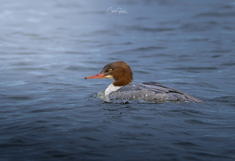 Common merganser - Grote Zaagbek