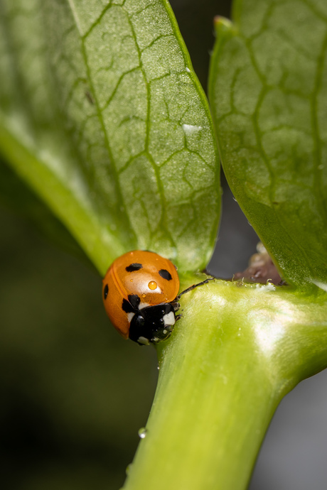 Ladybug