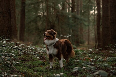 Australian shepherd 