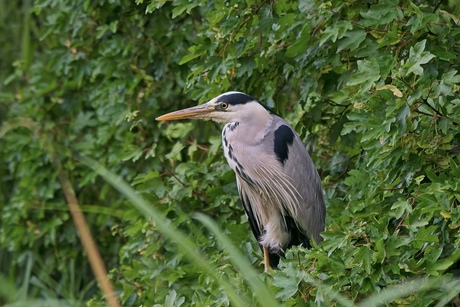 De blauwe reiger