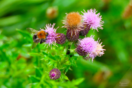 Boomhommel