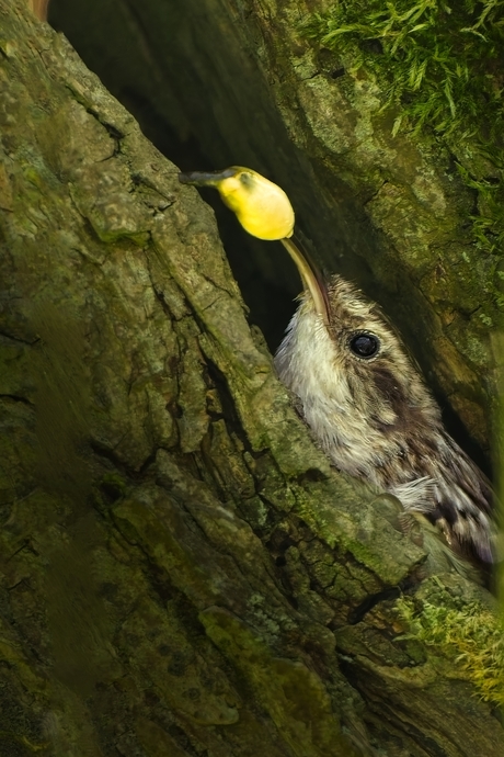 Poep wegbrengen
