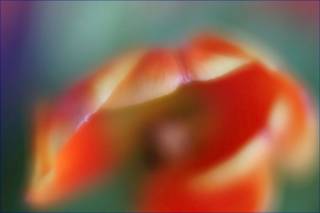 het blaadje van een tulp