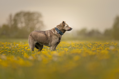 Mimi in het veld