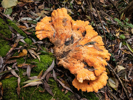 Paddenstoelen