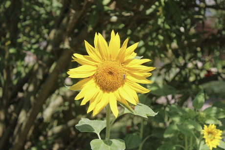 Sunflower season