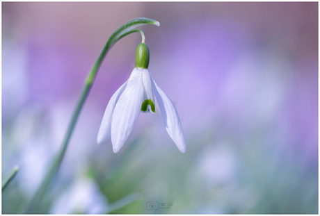De één na laatste uit de serie 