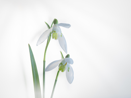 Sneeuwklokjes