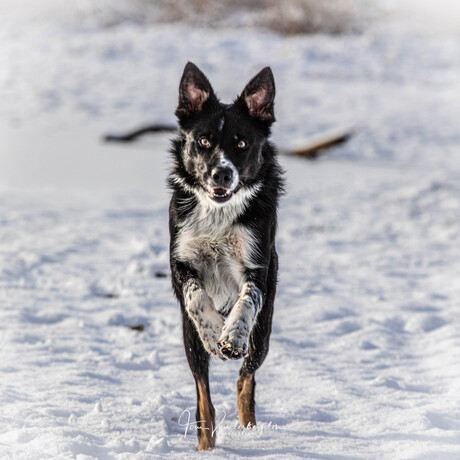 Sneeuwpret voor de hond! 