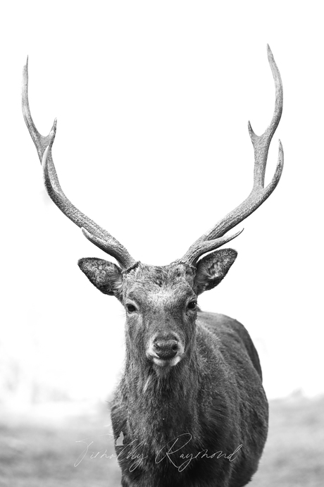 Stag