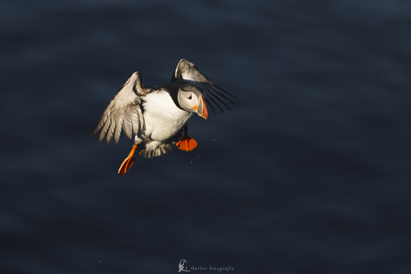 Puffin, ofwel papegaaiduiker. Landend op de rotsen.