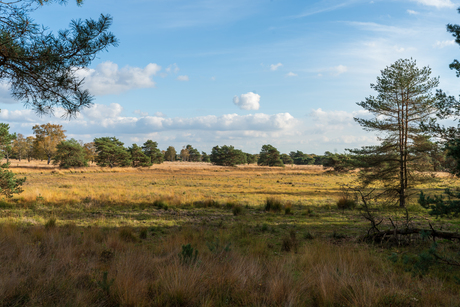 Stille heide
