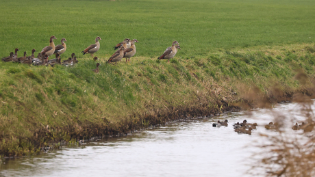 Langs de Didamse wetering