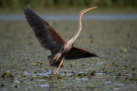 De dans van de purperreiger