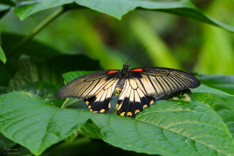 Papilio memnon