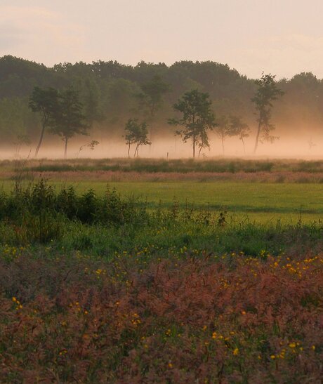 Bruyère et brume au levé du soleil.