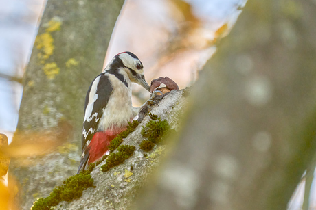 Waar zijn mijn okkernoten?