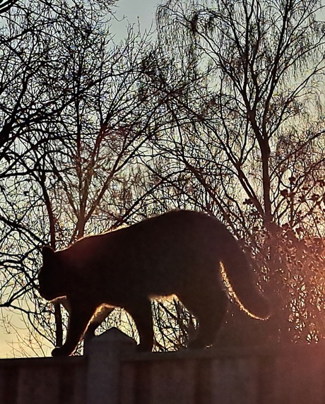 Kat in late middag zon