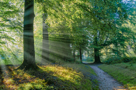 Zonnestralen door het bos
