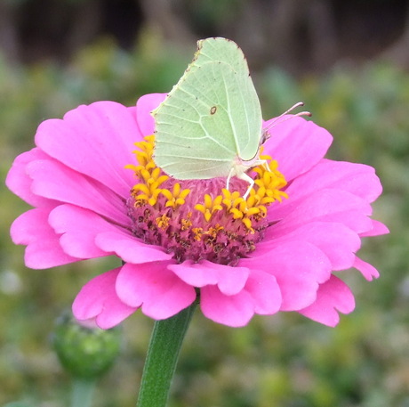 Zinnia met citroenvlinder