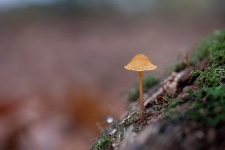 Mycena 