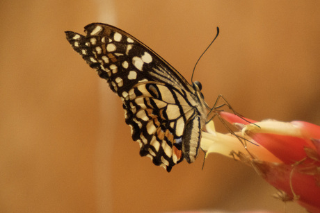Vlinder