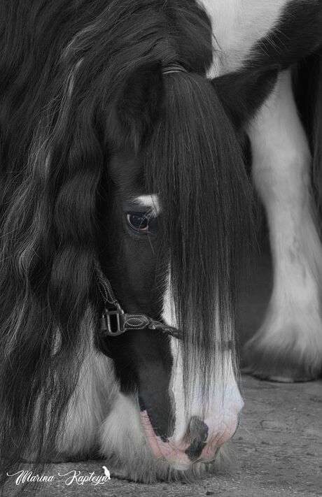 Irish cob