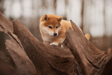 Shiba pupje