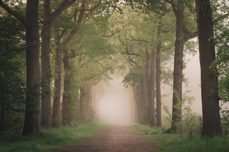 Bos in de mist