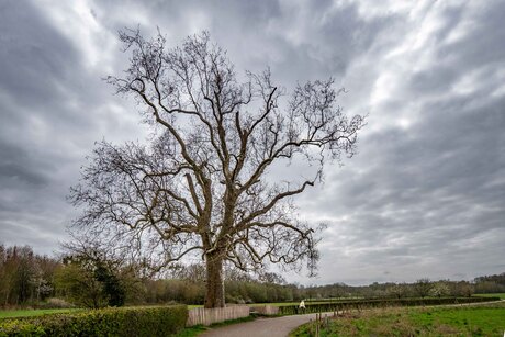 De beroemde eik bij Kasteel Terworm