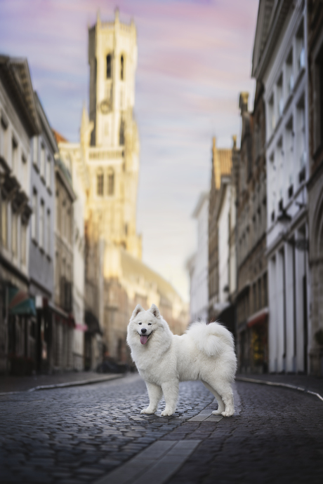 In de stilte van het ochtendgloren