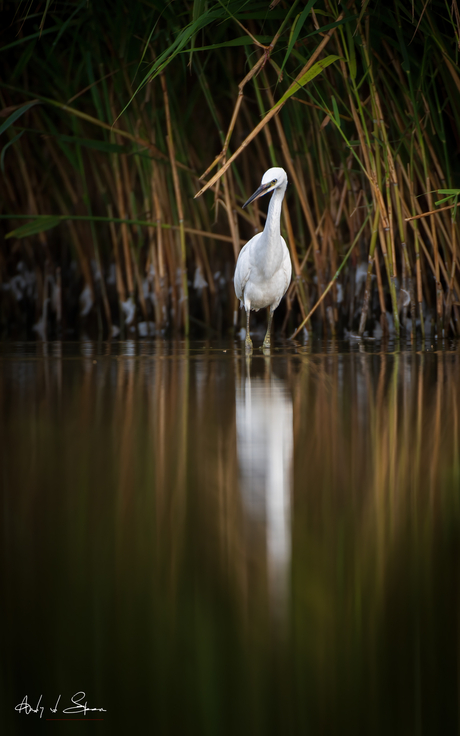 kleine zilverreiger