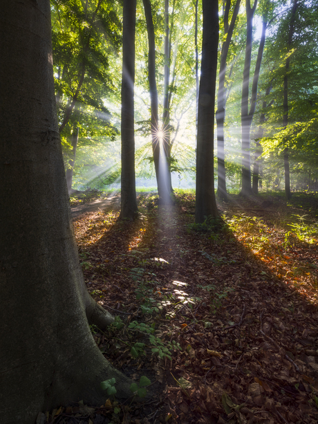 Zonneharpen in het bos