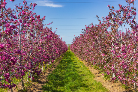 Boomgaard Redlove appels