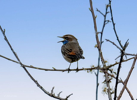 Blauwborst