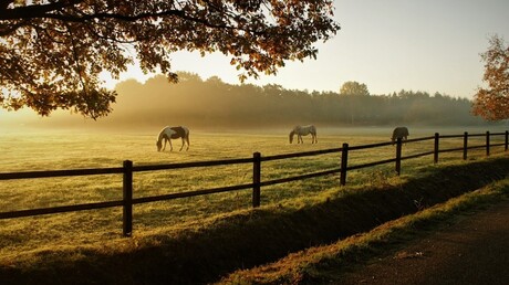 Rustige morgen