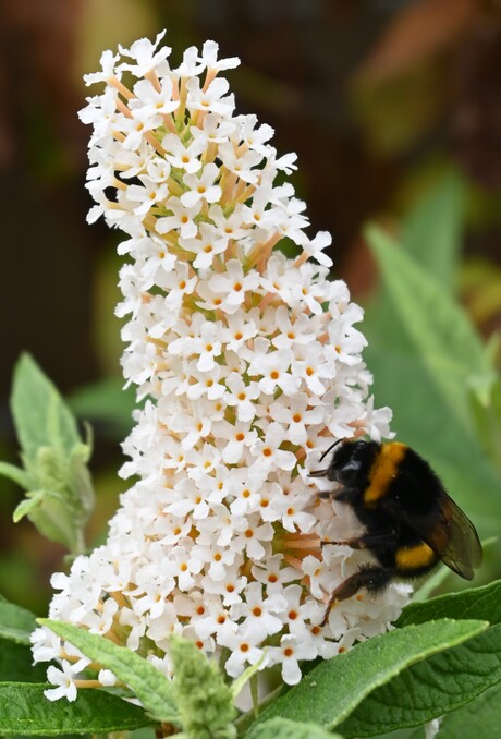 BIJ, slaat Honing in!