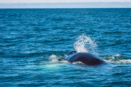 Een kippenvel moment..