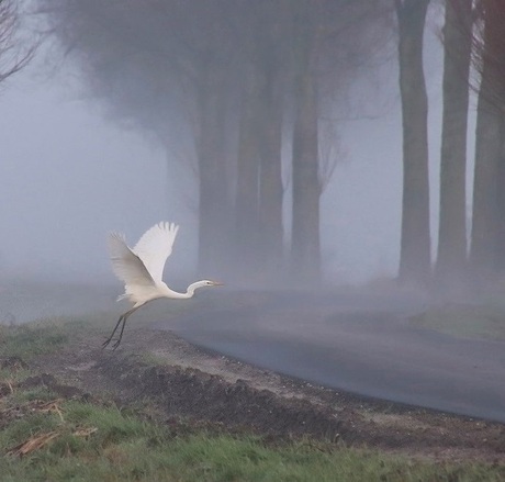 Opvlieger in mistig landschap