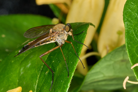 Gele snipvlieg (Rhagio tringarius)